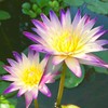 Mainam Purple Nymphaea Purple Joy Live Aquarium Plant Tropical Water