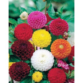Dahlia Ball Pompon Mix Seeds Annual Flowers Beautiful for Planting Non GMO 30 Seeds