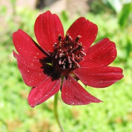 YEGAOL Garden 100Pcs Chocolate Cosmos Seeds Cosmos Atrosanguineus Seeds Annual Perennial Hardy Flower Seeds Garden Bed Container Potted Plant