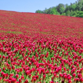 Organic Crimson Clover Seeds - 1/4 lb ~11,600 Seeds - Legume Clover Seeds for Cover Crops, Wildlife Forage, Pasture, Hay, Pollinator Attractant, Green Manure, & More - Clover Seeds for Planting