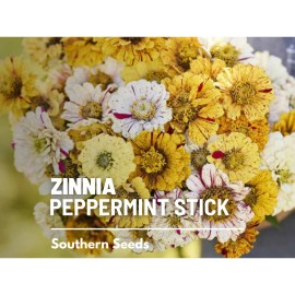 Southern Seeds Zinnia, Peppermint Stick - 50 Seeds -  Candy-Striped (Zinnia Elegans)