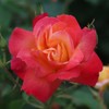 Heirloom Roses Climbing Rose Plant - Piñata Climber Rose Bush,