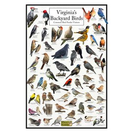 Where's Wildlife Virginia's Backyard Birds Poster - Virginia Bird Chart Highlighting Birds At Your Bird Feeder (16" x 24")