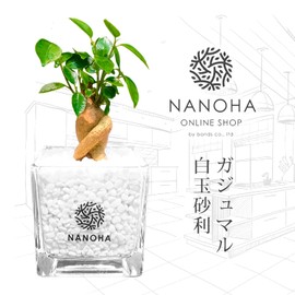 Banyan White Dama Gravel, Hygienic, Non-soil, Houseplant, Stylish, Clean, Real, Interior Decoration, Succulture and Hydroculture