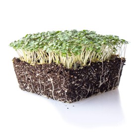 Yellow Mustard Microgreens Seeds - 25 Lb Bulk ~4.8M Seeds - Non-GMO - Mild Mustard Flavor Micro Greens & Baby Leaf