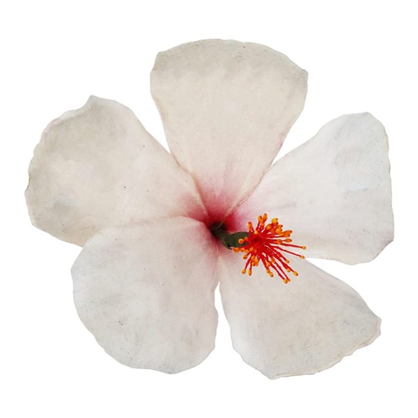 Crystal Candy Make-a-Hibiscus Wafer-Paper Flower, White