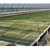 RSI Hydroponic Seed Trays 128 Plugs, 2 Pack