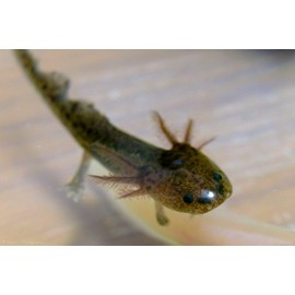 AQUATICBLENDEDFOODS ABF Juvenile Axolotl Soft Food PELLETS 2.4mm,Salamander,Frog,Newts,ABF282 (16oz - 1 LB.) -Heat Sealed for Freshness - 24HR Ship