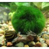 New Marimo Moss 3 Balls 0.5 inch (1.3cm) (Cladophora) Live