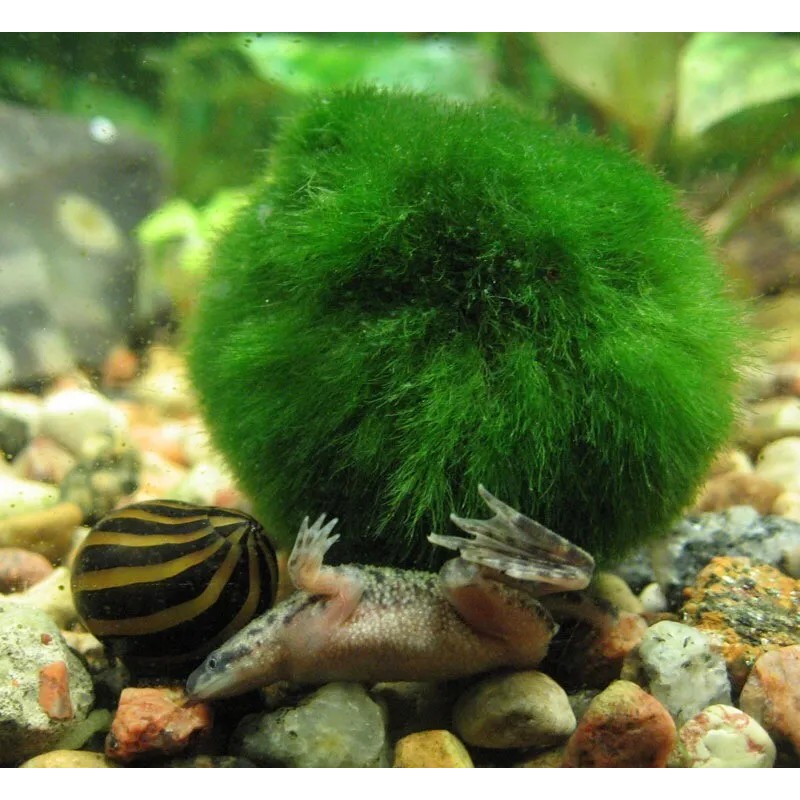New Marimo Moss 3 Balls 0.5 inch (1.3cm) (Cladophora) Live