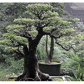 Big Pack Bonsai Tree Seeds - Japanese RED Pine Tree (150 Seeds) - Pinus densiflora Pine Tree Seeds - Non-GMO Seeds by MySeeds.Co (Big Pack - Japanese Red Pine)