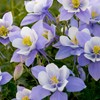 Washington Wildflower Seed Mix - Over 60,000 Premium Seeds -
