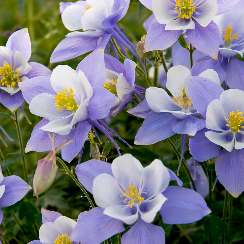 Washington Wildflower Seed Mix - Over 60,000 Premium Seeds -