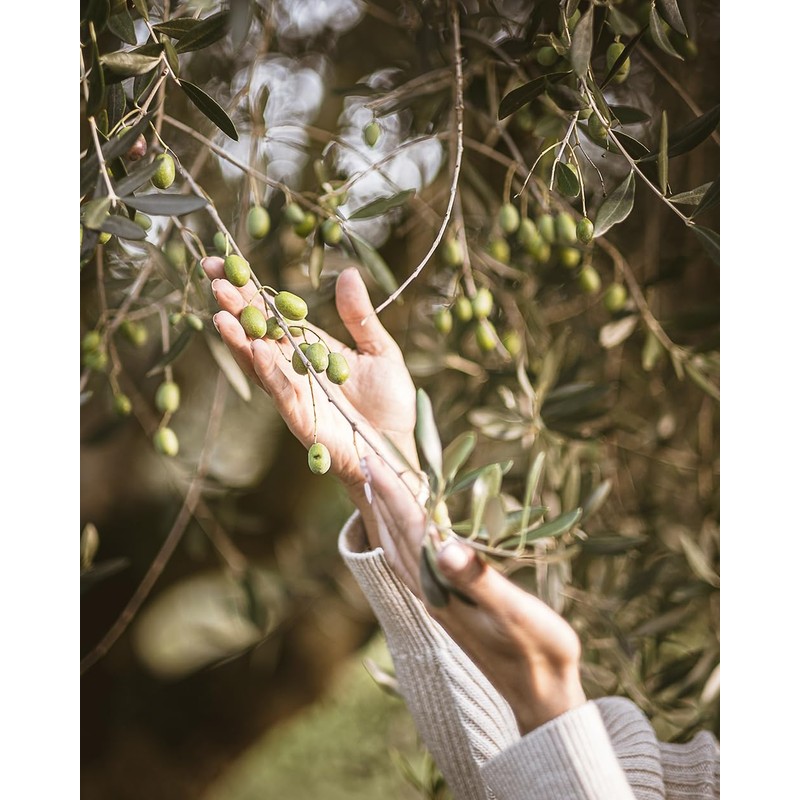 Italian Basil Naturally Flavored Extra Virgin Olive Oil from Terre