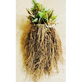 Unbranded Everbearing Strawberry Live Bare Root Plants Garden Outdoor Fruit, select packs - 250