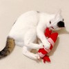 Shrimp - Petio Stuffed Animals for Pets