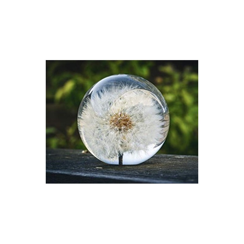 Dynasty Gallery FloraCulture Paperweight Dandelion