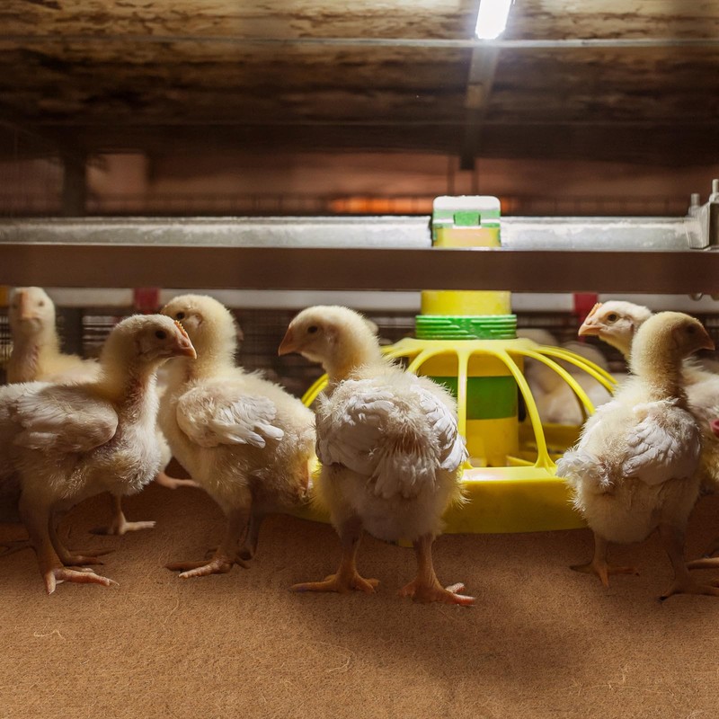 SmoothNovelty 8 Pack Jute Chicken Nesting Pads for Red Barn