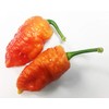Death Spiral Ultra Hot Pepper Premium Seed Packet Possibly The