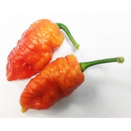 Death Spiral Ultra Hot Pepper Premium Seed Packet Possibly The Hottest in The World