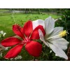 Red & White Texas Star Hardy Hibiscus Seeds RED and