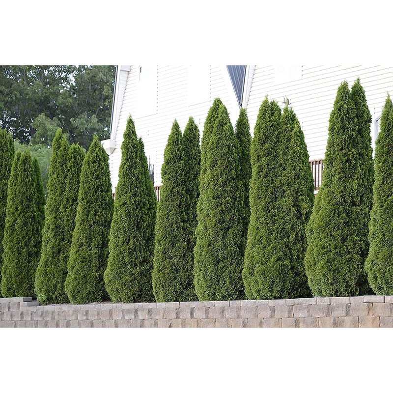 Arborvitae Emerald Green | 3 Live Gallon Size Trees |
