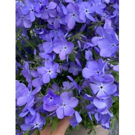1000pcs/pack Phlox Seeds for Planting Mixed Color - Popstars Phlox Creeping Ground Cover - Annual Flower Seed for Home and Garden