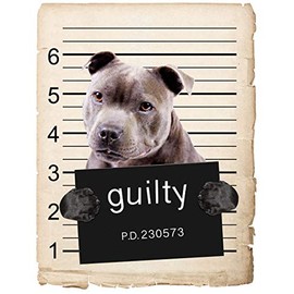 American Staffordshire Terrier Mugshot Bad Dog in Pocket Car Bumper Magnet, Magnetic for Refrigerator, Decorative Fridge Magnet, Office, Whiteboard, Kitchen, Locker Waterproof Decor, Family, 4x7