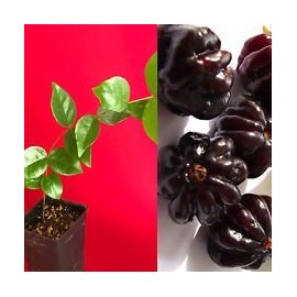 Surinam Cherry Black Eugenia Uniflora Pitanga Plant Fruit Tree Potted 3-7"