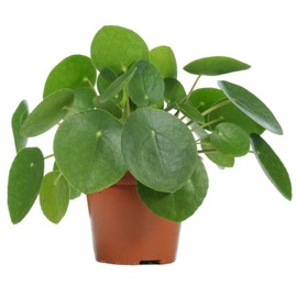 Little Nest, Chinese Money Plant Pilea Peperomioides Indoor Pancake Plant 4 inchPot - Live Plant
