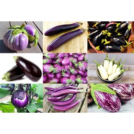 Please Read This is A Mix 30 Eggplant Mix Seeds 11 Varieties Heirloom Non-GMO Aubergine, Asian, European, Italian, White, Profilic, Super Delicious, from USA Solanum melongena