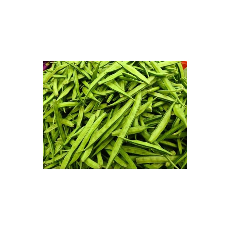 30 Cluster Beans Seeds, Non-GMO, Heirloom, High Yield for Canadian