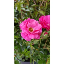 Live Plant from Green Promise Farms Flower Carpet Roses ROSA `FLOWER CARPET PINK` Pink Flower Shrub #2 Size Container Pink