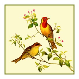 Orenco Originals Red Headed Bunting Naturalist Gould Birds Counted Cross Stitch Pattern