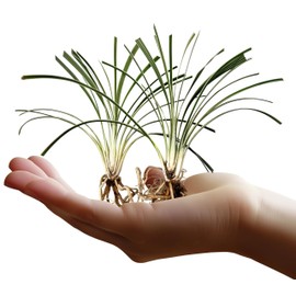 Aztec Grass | 10 Live Bare Root Pips | Liriope Muscari ‘Aztec Grass’ | Variegated Liriope | Ornamental Grass for Borders | Low Maintenance Ground Cover Plants