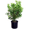 GreenPromiseFarms SHCSRS03 SHCSRS CLETHRA ALNIFOLIA `Ruby Spice`, 3 Size Container