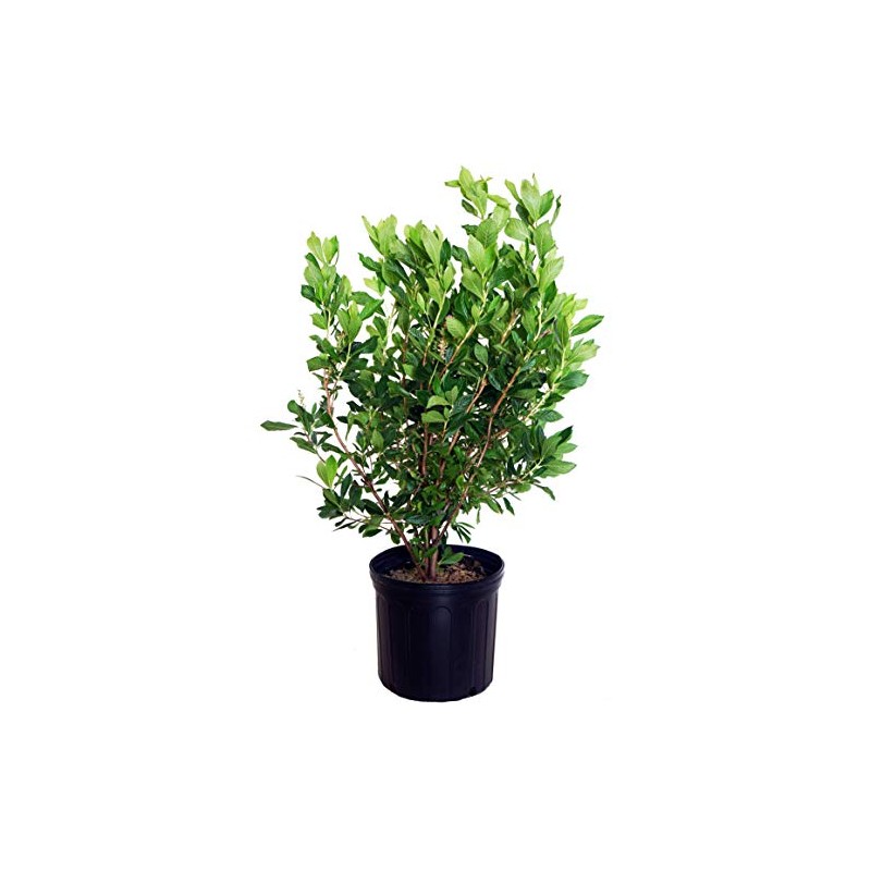 GreenPromiseFarms SHCSRS03 SHCSRS CLETHRA ALNIFOLIA `Ruby Spice`, 3 Size Container