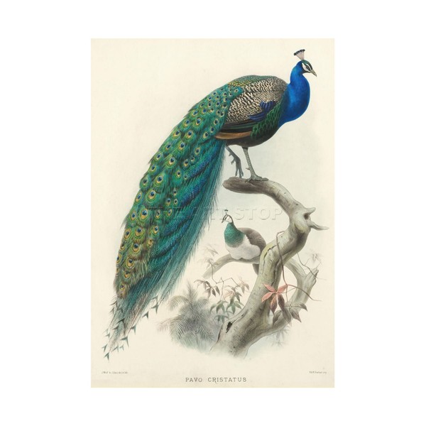 Animal Peacock Bird Scientific PAVO CRISTATUS Art Print Picture F12X424