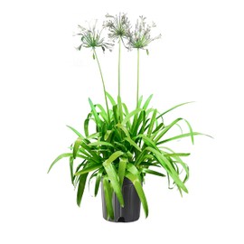Agapanthus Africanus White | 2 Extra Large 3 Gallon Plants | Vibrant & Hardy Perennial, Lush, Ornamental Plant with Brilliant White Blooms, Ideal for Borders, Containers & Landscape Accents