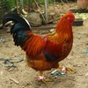 Arilaca Gamefowl Rooster Supplies, Chickens Supplies Poultry Care Supplies Blue