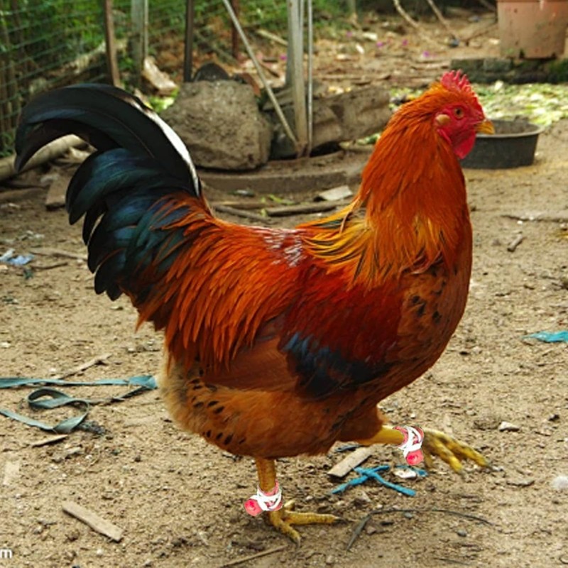 Arilaca Gamefowl Rooster Supplies, Chickens Supplies Poultry Care Supplies Blue