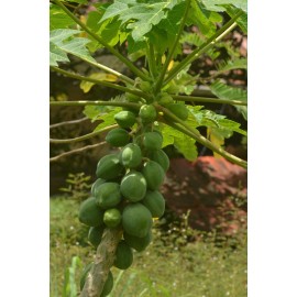 Serendipity Seeds Papaya Tree 20 Heirloom Seeds-Carica Papaya -Nice tropical For Container Growing
