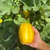 NYgardenia 120+ Korean Melon Seeds – Asian Fruit Cucumber Melon