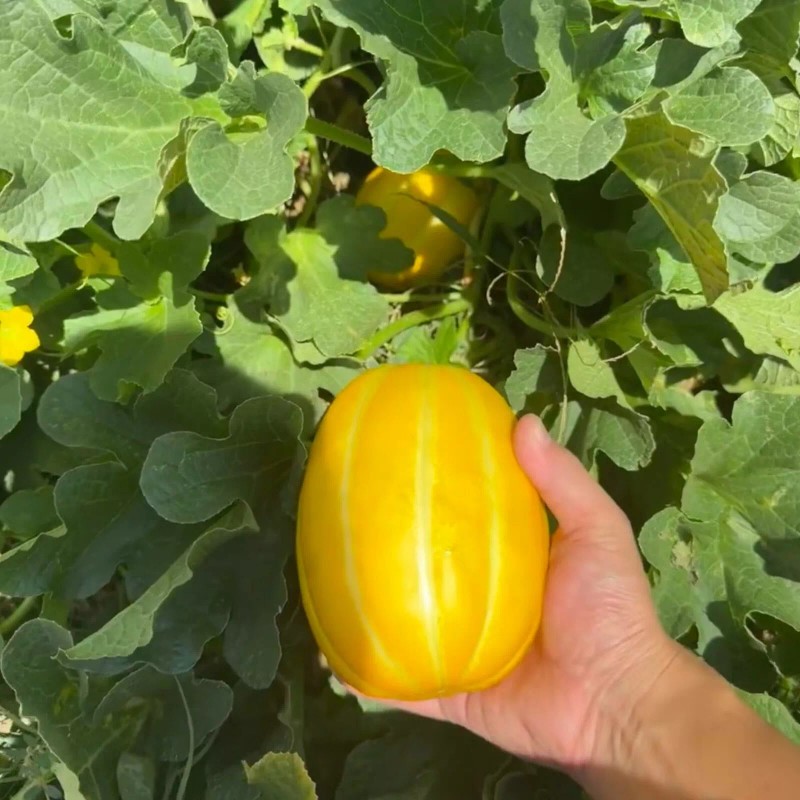 NYgardenia 120+ Korean Melon Seeds – Asian Fruit Cucumber Melon