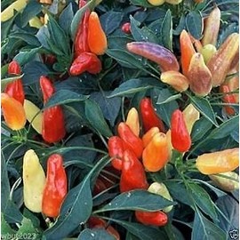 50 Sweet Pickle Pepper Seeds (Capsicum annuum) Excellent for container
