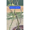 Droke's Greenhouse Lady Banks Yellow Climbing Rose Live Starter Plant