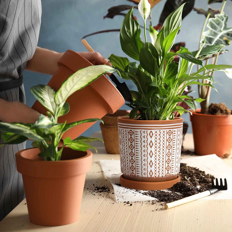 D'vine Dev Set of 2 Terracotta Pots, 4 Inch &