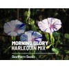 Southern Seeds Morning Glory, Harlequin Mix - 25 Seeds, Heirloom