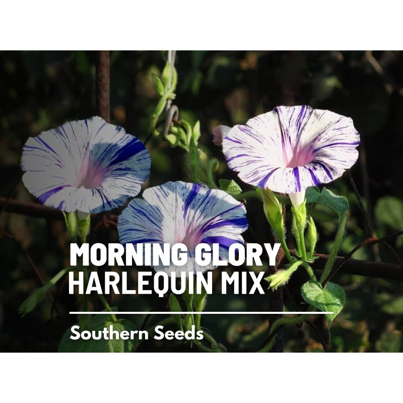 Southern Seeds Morning Glory, Harlequin Mix - 25 Seeds, Heirloom