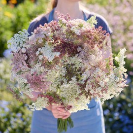 Eden Brothers Queen Anne's Lace Seeds - Chocolate Lace Flower